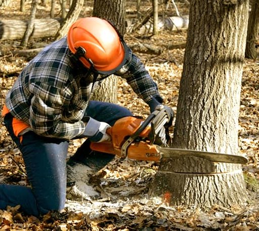 Tree Removal in Marshallberg, NC